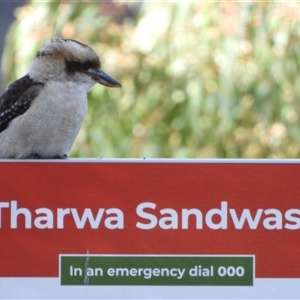 Dacelo novaeguineae (Laughing Kookaburra) at Tharwa, ACT - Yesterday by LineMarie
