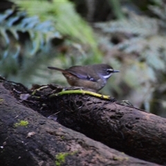 Sericornis frontalis (White-browed Scrubwren) at Robertson, NSW - 9 May 2025 by plants