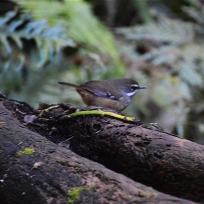 Sericornis frontalis (White-browed Scrubwren) at Robertson, NSW - 9 May 2025 by plants