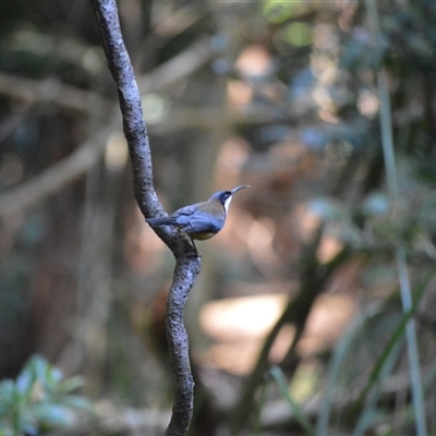 Acanthorhynchus tenuirostris (Eastern Spinebill) at Robertson, NSW - 9 May 2025 by plants