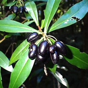 Tasmannia insipida (Brush Pepperbush, Dorrigo Pepper) at Robertson, NSW - Yesterday by plants