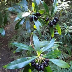 Tasmannia insipida at Robertson, NSW - 9 May 2025 09:03 AM