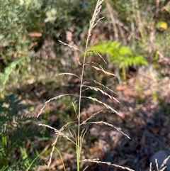 Unverified Grass at Tura Beach, NSW - Today by KylieB