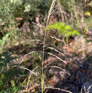 Unverified Grass at Tura Beach, NSW - Today by KylieB