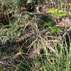 Eragrostis curvula at Tura Beach, NSW - 10 May 2025 08:50 AM