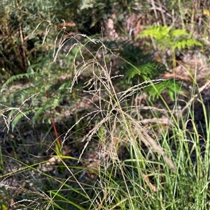 Eragrostis curvula at Tura Beach, NSW - 10 May 2025 08:50 AM