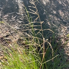 Eragrostis curvula at Tura Beach, NSW - 10 May 2025 08:50 AM