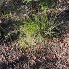 Eragrostis curvula at Tura Beach, NSW - 10 May 2025 08:50 AM