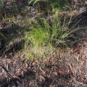 Eragrostis curvula at Tura Beach, NSW - 10 May 2025 08:50 AM