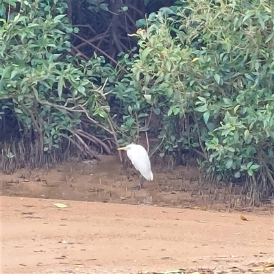 Ardea alba at Belgian Gardens, QLD - Today by VWalker