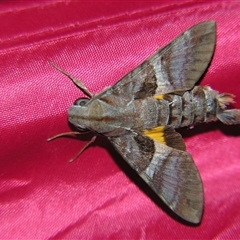 Macroglossum errans at Cania, QLD - 28 Oct 2009 by PJH123
