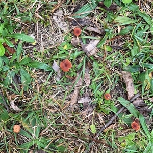 Unverified Uncategorised Fungi at Laguna, NSW - Today by perronstreefrog