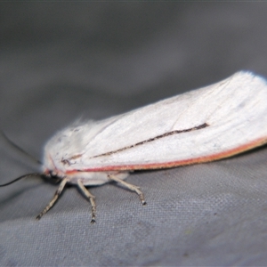 Unverified Tiger moth (Arctiinae) at Cania, QLD - 28 Oct 2009 by PJH123