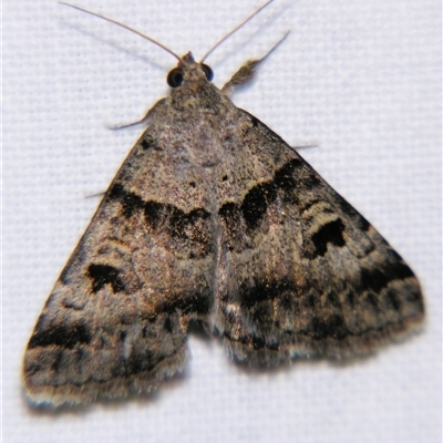 Mocis alterna at Cania, QLD - 28 Oct 2009 by PJH123