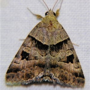 Mocis alterna at Cania, QLD - 28 Oct 2009 08:19 PM