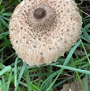 Unverified Fungus at Laguna, NSW - Today by perronstreefrog