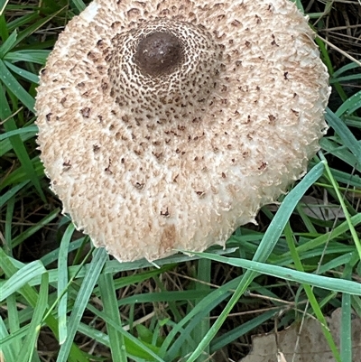 Unverified Fungus at Laguna, NSW - 10 May 2025 by perronstreefrog