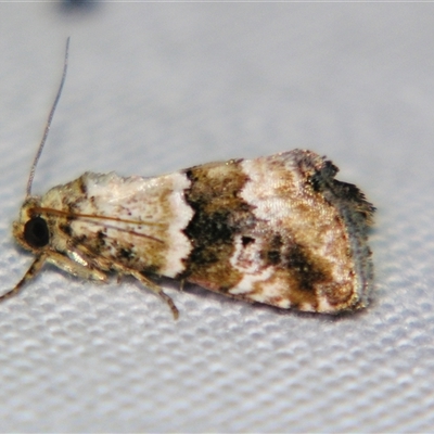 Maliattha amorpha at Cania, QLD - 28 Oct 2009 by PJH123