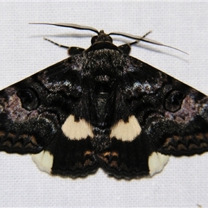 Unverified Noctuoid moth (except Arctiinae) at Cania, QLD - 28 Oct 2009 by PJH123