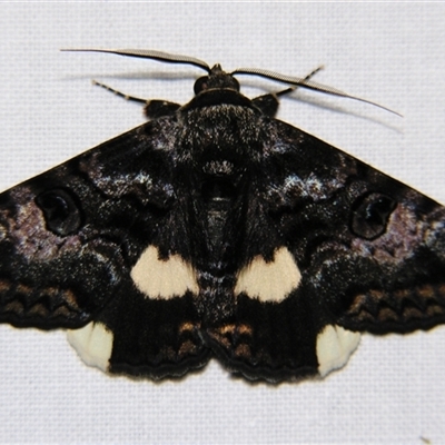 Unverified Noctuoid moth (except Arctiinae) at Cania, QLD - 28 Oct 2009 by PJH123