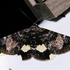 Donuca spectabilis at Cania, QLD - 28 Oct 2009 07:53 PM