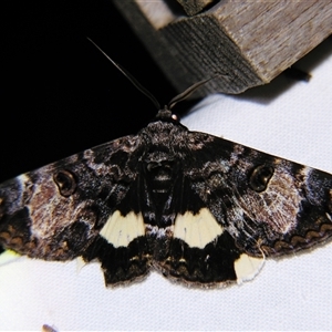 Donuca spectabilis at Cania, QLD - 28 Oct 2009 07:53 PM