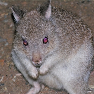 Unverified Kangaroo or Wallaby at Cania, QLD - 28 Oct 2009 by PJH123