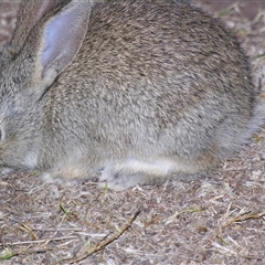 Unverified Rabbit or Hare at Cania, QLD - 28 Oct 2009 by PJH123