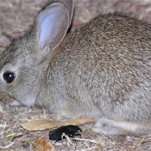 Oryctolagus cuniculus at Cania, QLD - 28 Oct 2009 09:54 PM