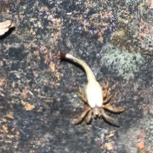 Arachnura higginsi (Scorpion-tailed Spider) at Belconnen, ACT - 17 Jan 2025 by NadiaHJ