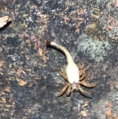 Arachnura higginsi (Scorpion-tailed Spider) at Belconnen, ACT - 17 Jan 2025 by NadiaHJ