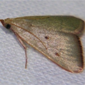 Unverified Pyralid or Snout Moth (Pyralidae & Crambidae) at Cania, QLD - 28 Oct 2009 by PJH123