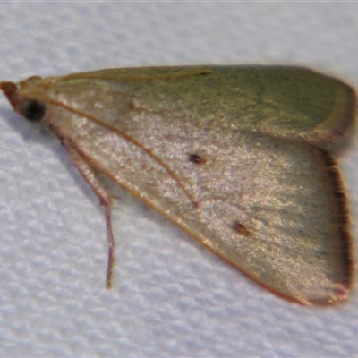 Ocrasa albidalis at Cania, QLD - 28 Oct 2009 by PJH123