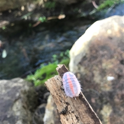 Monophlebulus sp. (genus) (Giant Snowball Mealybug) at Belconnen, ACT - 9 May 2025 by NadiaHJ