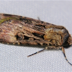 Agrotis munda (Brown Cutworm) at Cania, QLD - 28 Oct 2009 by PJH123