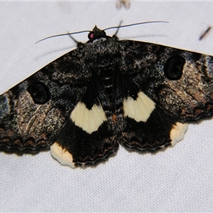 Unverified Noctuoid moth (except Arctiinae) at Cania, QLD - 28 Oct 2009 by PJH123