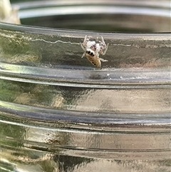 Opisthoncus sexmaculatus (Six-marked jumping spider) at West Launceston, TAS - Yesterday by Nomewome