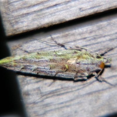 Leptozestis (genus) at Cania, QLD - 28 Oct 2009 by PJH123
