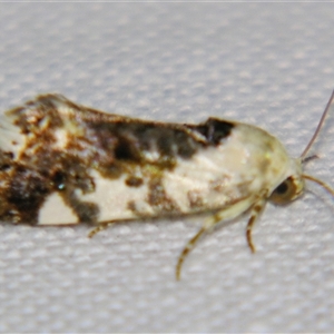 Unverified Noctuoid moth (except Arctiinae) at Cania, QLD - 28 Oct 2009 by PJH123