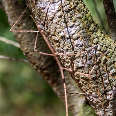 Ctenomorpha marginipennis at Bargo, NSW - 10 May 2025 by Snows