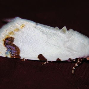 Unverified Noctuoid moth (except Arctiinae) at Cania, QLD - 28 Oct 2009 by PJH123