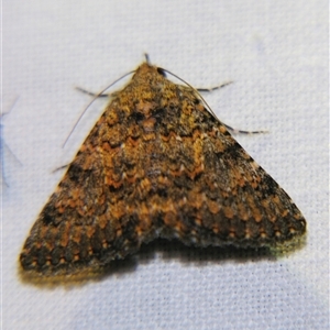 Unverified Noctuoid moth (except Arctiinae) at Cania, QLD - 28 Oct 2009 by PJH123