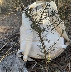 Acacia genistifolia (Early Wattle) at Aranda, ACT - 10 May 2025 by Jennybach