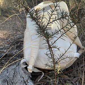 Acacia buxifolia subsp. buxifolia at Aranda, ACT - Today by Jennybach