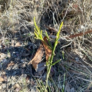Unverified Plant at Aranda, ACT - Today by Jennybach