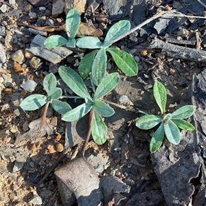 Euchiton japonicus at Aranda, ACT - Today by Jennybach
