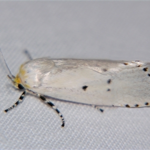 Unverified Curved-horn moth (all Gelechioidea except Oecophoridae) at Cania, QLD - 28 Oct 2009 by PJH123