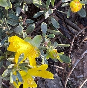 Hibbertia sp. at Aranda, ACT - Today by Jennybach