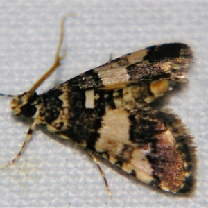 Unverified Pyralid or Snout Moth (Pyralidae & Crambidae) at Cania, QLD - 28 Oct 2009 by PJH123