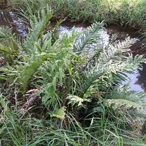 Blechnum minus (Soft Water Fern) at Robertson, NSW - Yesterday by plants